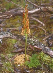 Sceptridium biforme