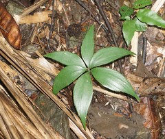Zamia standleyi