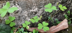 Oxalis corniculata