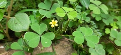 Oxalis corniculata