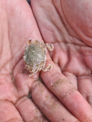 Matuta victor
