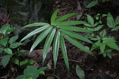 Zamia standleyi