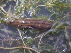 Whitmania pigra