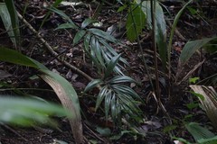 Zamia standleyi