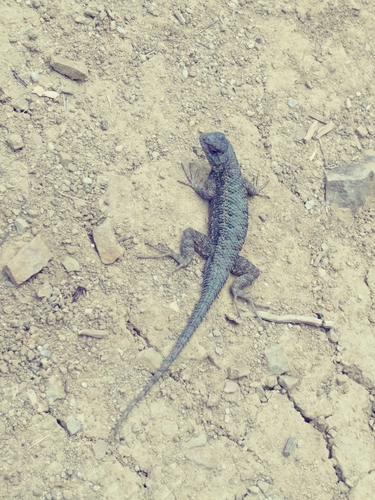 iNaturalist observation photo of Western Fence Lizard