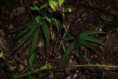 Zamia standleyi