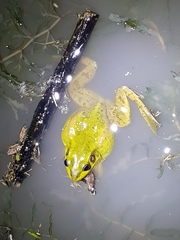 Pelophylax plancyi