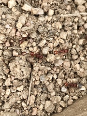 Pogonomyrmex occidentalis