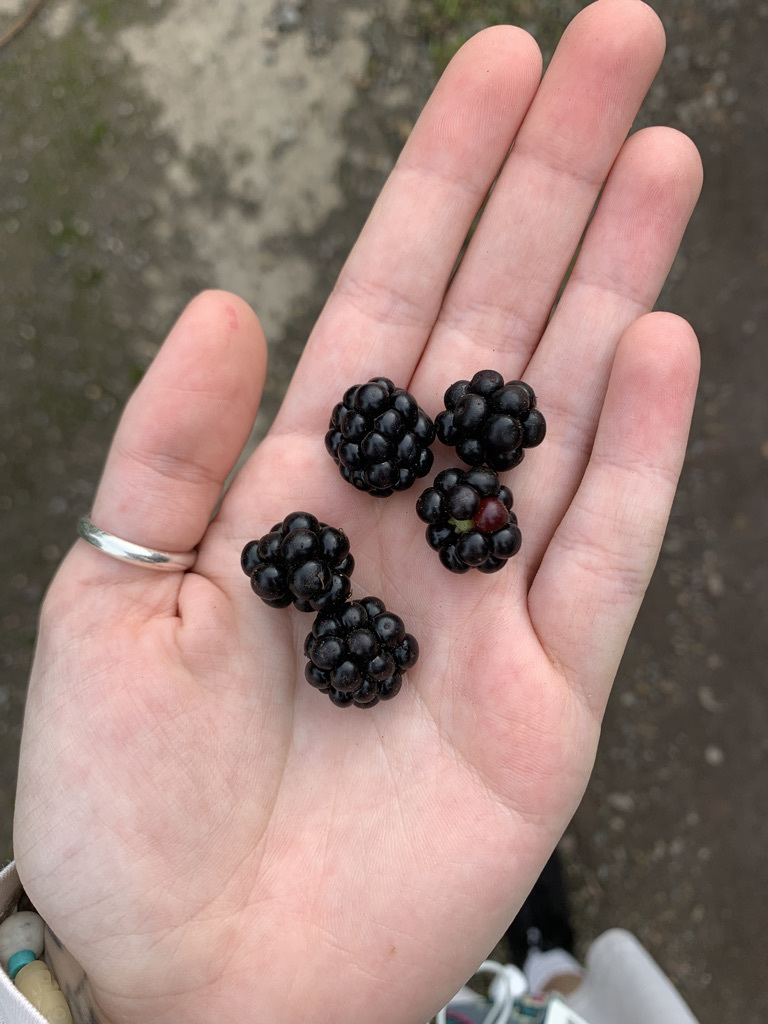 Blackberries from Eugene Oregon on November 14, 2021 by aassmuss ...