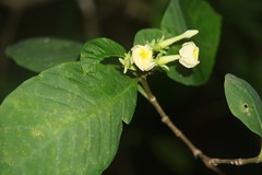 Tabernaemontana donnell-smithii