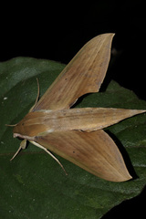 Xylophanes libya