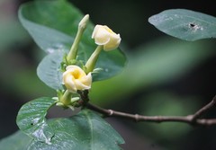 Tabernaemontana donnell-smithii