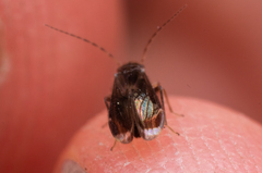 Amphipsocidae