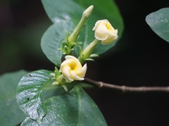 Tabernaemontana donnell-smithii