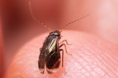 Amphipsocidae