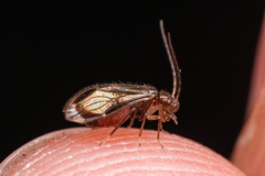 Amphipsocidae