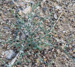 Eriogonum rotundifolium