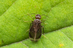 Amphipsocidae