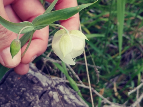 iNaturalist observation photo of White Globe Lily