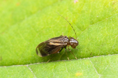 Amphipsocidae