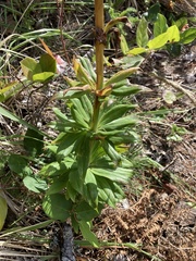 Lilium washingtonianum