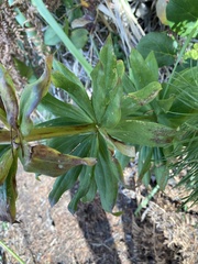 Lilium washingtonianum