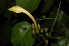 Bignonia nocturna