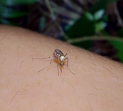 Aedes scapularis