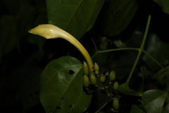 Bignonia nocturna