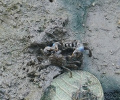 Australoplax tridentata