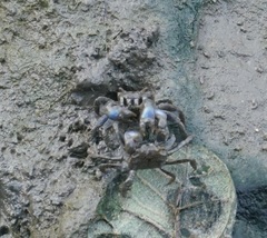 Australoplax tridentata