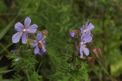 Geranium sergievskajae