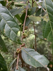Glochidion acuminatum