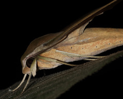 Xylophanes libya