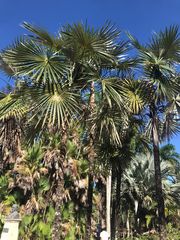 Coccothrinax boschiana