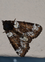Cropia cedica