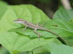 Anolis unilobatus