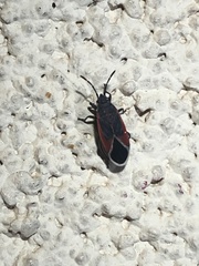 Melacoryphus admirabilis