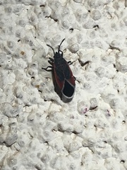 Melacoryphus admirabilis