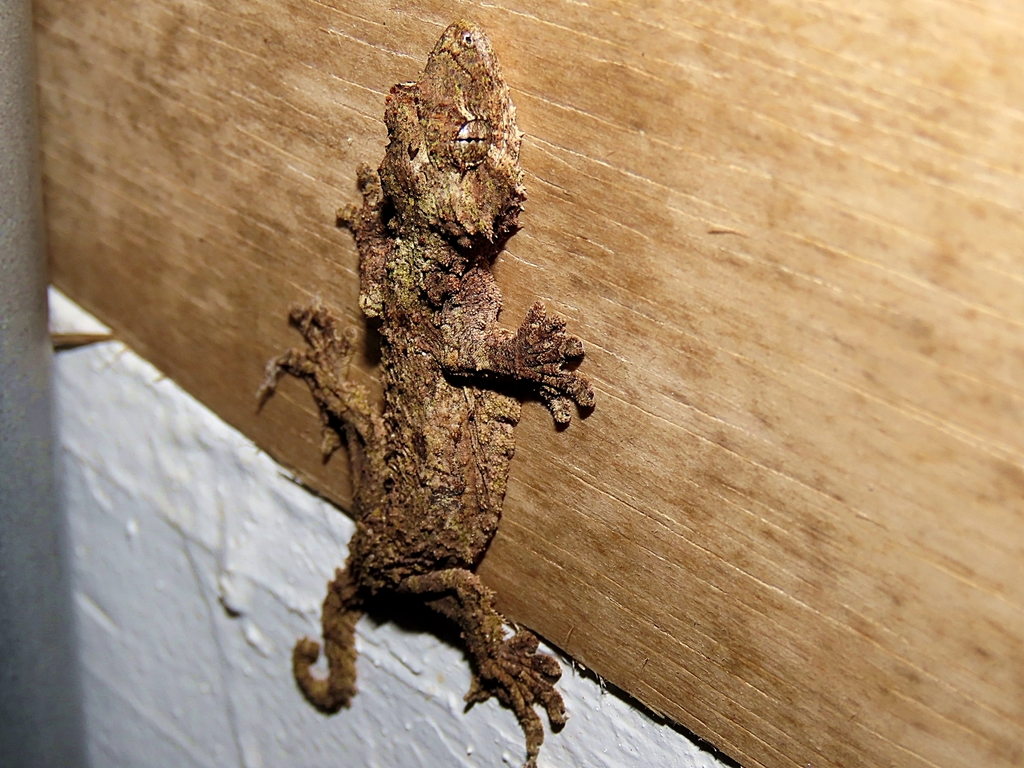 Sabah Flying Gecko