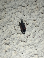 Melacoryphus admirabilis