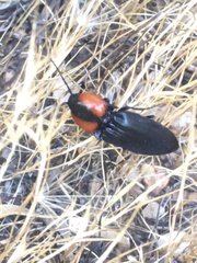 Elater decorus