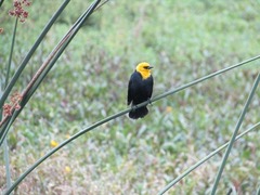 Chrysomus icterocephalus