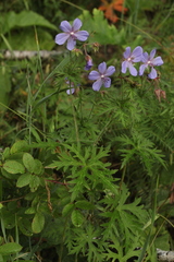 Geranium sergievskajae