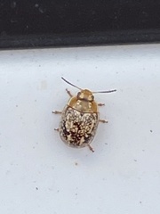 Paropsisterna tigrina