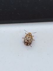 Paropsisterna tigrina