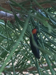 Elater decorus