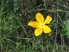 Apodanthera undulata