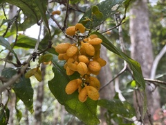 Toechima tenax