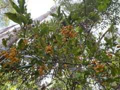 Toechima tenax